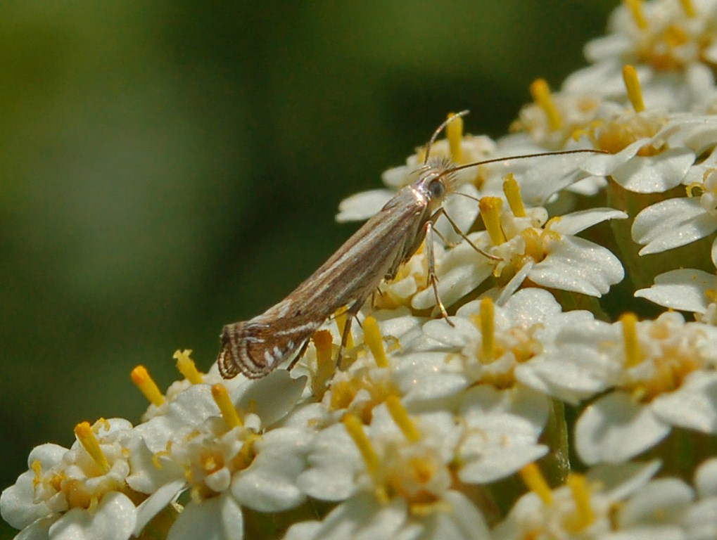 Gelechiidae - da determinare